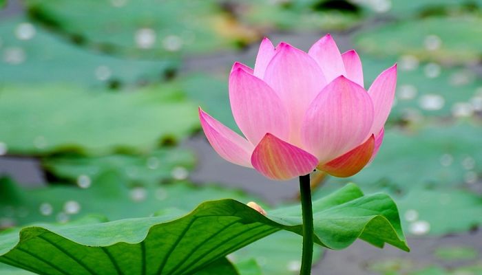 Simbología de la flor de loto